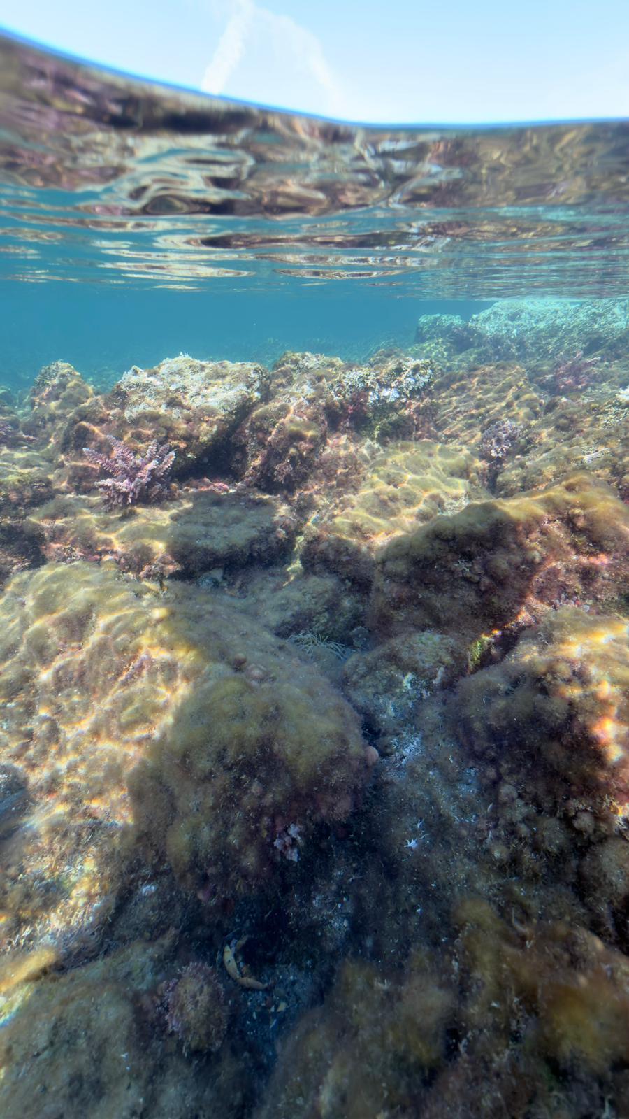 L''Asparagopsis taxiformis, l''alga antimetano